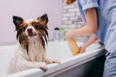 Pet Grooming and Pet Sitting Insurance in Melbourne, FL by 1 Source Insurance Agency Inc.