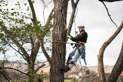 Tree Trimming Insurance in Melbourne, FL by 1 Source Insurance Agency Inc.